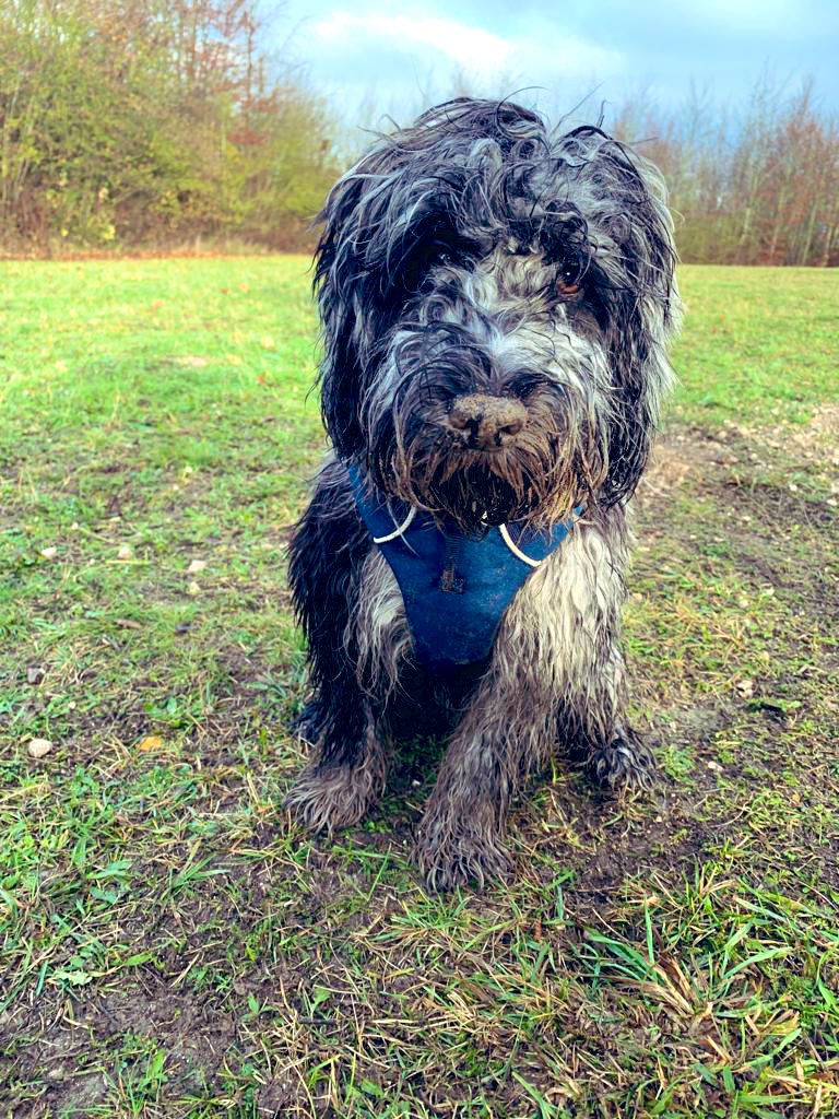 hannahplumb11's tweet photo. @Bethany_Eng15 Mudtastic fun for this mucky pup! https://t.co/gixeny3LaL