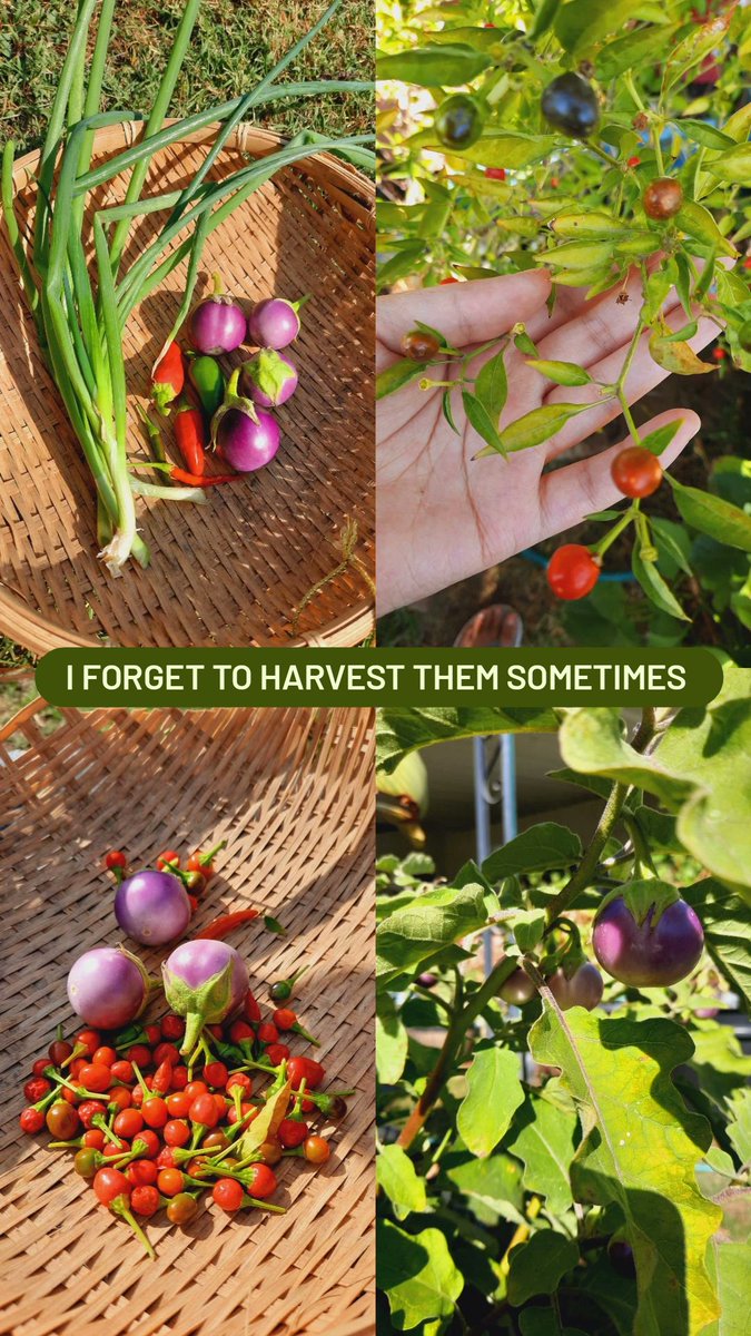 Leena 🇰🇭 GetEmGurl tweet media