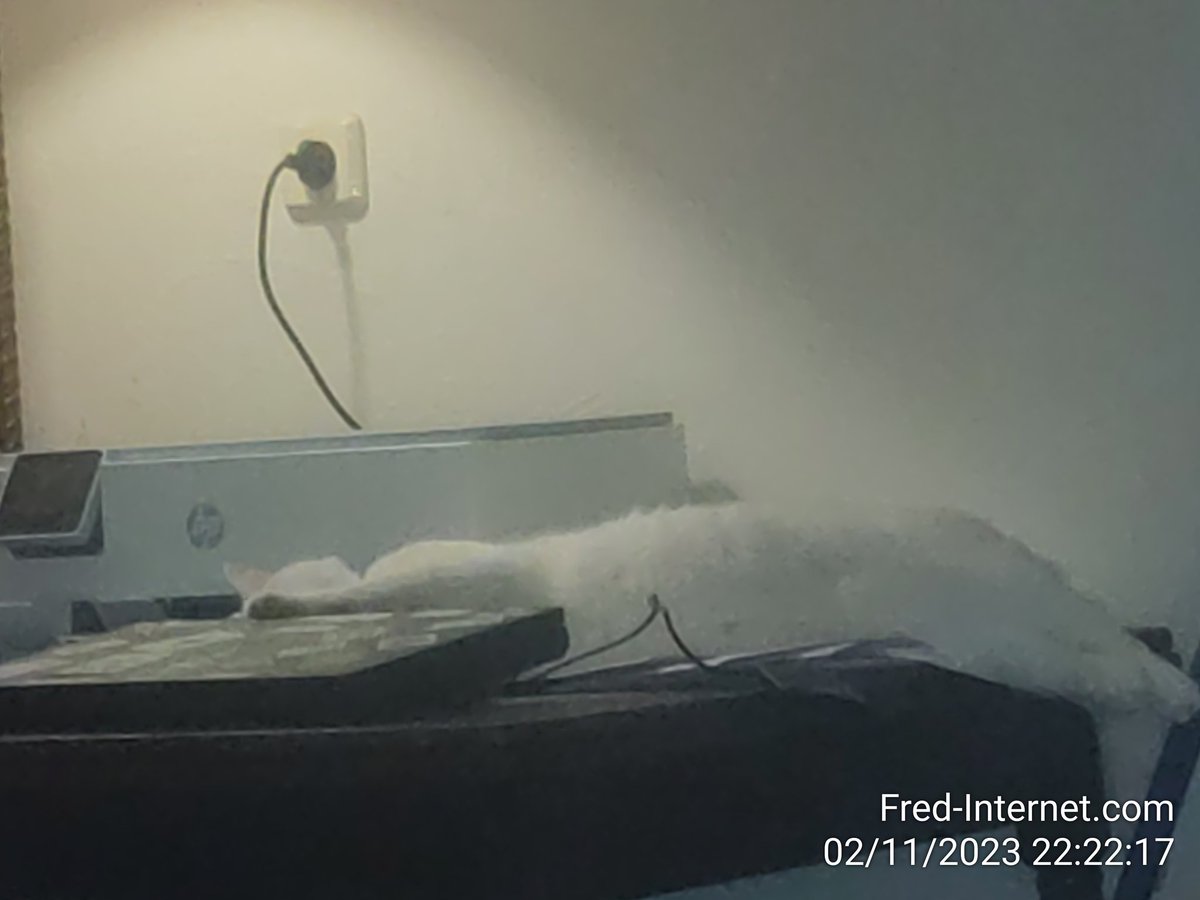 Uitgevloerd, hele achter de laptop gelegen..😺😹