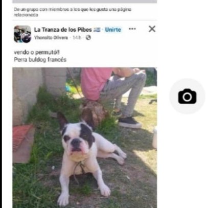 LilianaPepe2's tweet photo. Me llegó por Whatsapp,está en Flor de Maroñas, RT porfa a ver si la reconocen!🙏🙏 https://t.co/29yXsWG1xt