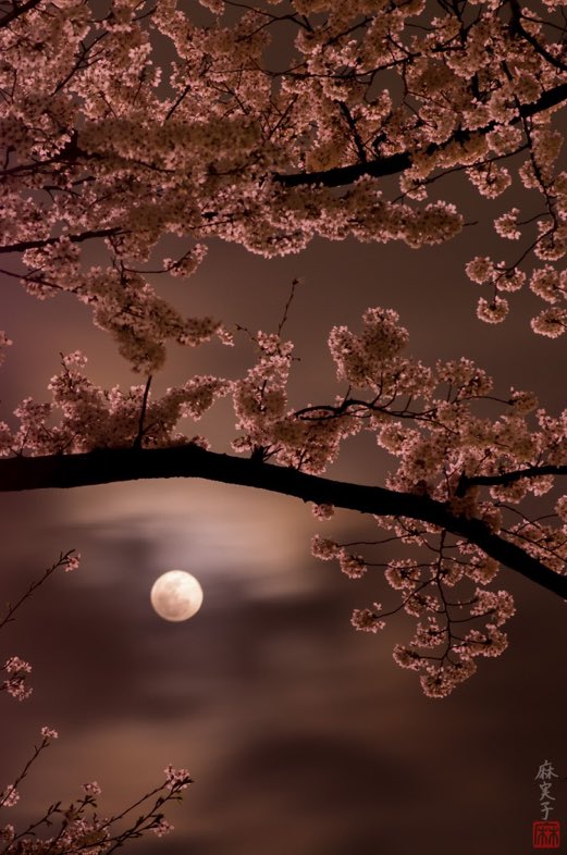 M1ONLOVER's tweet photo. Full Moon and Cherry Blossoms https://t.co/RNx6NueWQK
