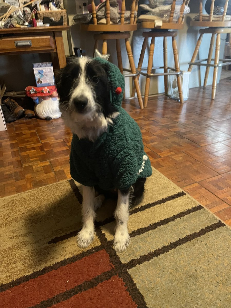mythicflor's tweet photo. got her a cute christmas tree hoodie ☺️ https://t.co/lRz0y79gqS