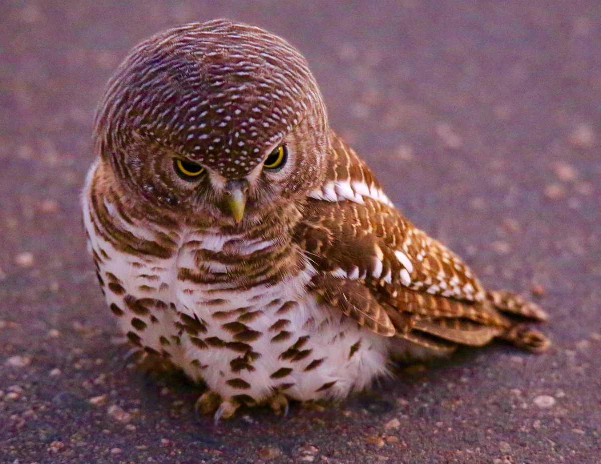 2VividPhoto tweet media