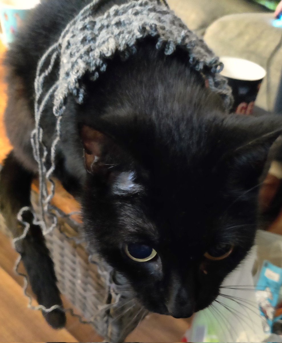Ok, so my catty found my knitting 🤦🏼‍♂️🤷🏼‍♂️😺 I can't ever get angry with him though 🥰