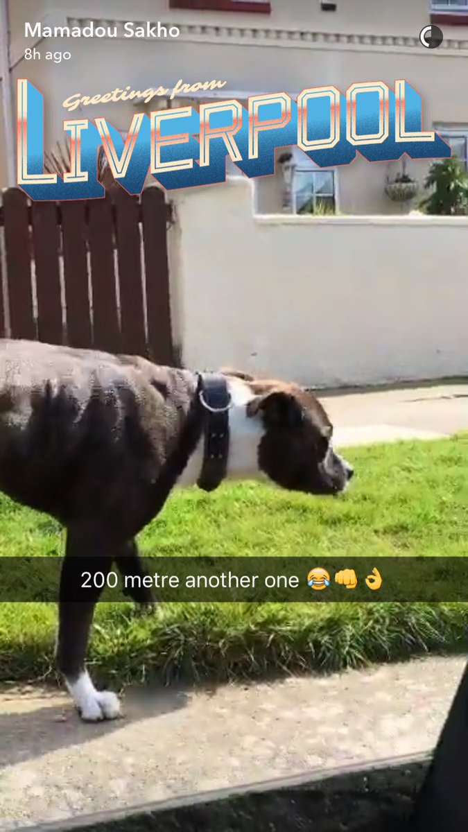 Karen31_x's tweet photo. Remember he used to go around Liverpool taking pictures of “beautiful Scouse dogs” 😂😂 https://t.co/qGyz55n9CO