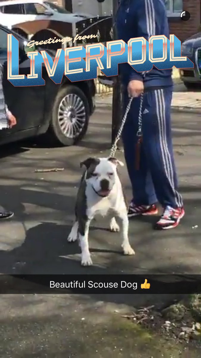 Karen31_x's tweet photo. Remember he used to go around Liverpool taking pictures of “beautiful Scouse dogs” 😂😂 https://t.co/qGyz55n9CO