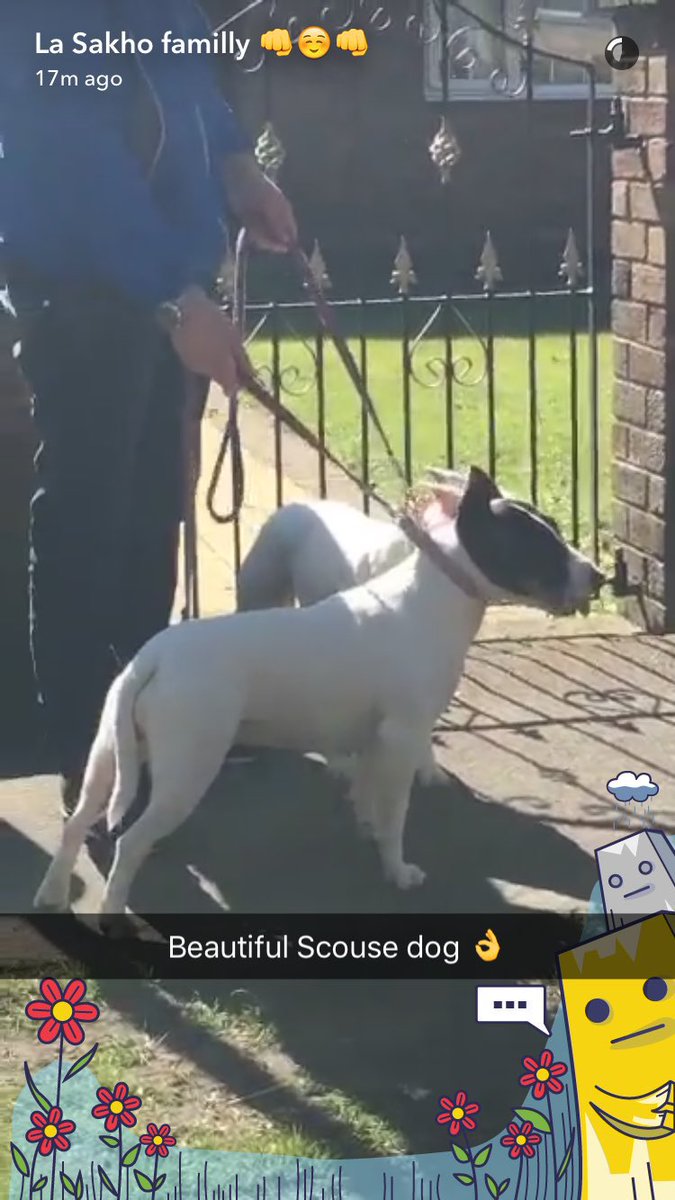 Karen31_x's tweet photo. Remember he used to go around Liverpool taking pictures of “beautiful Scouse dogs” 😂😂 https://t.co/qGyz55n9CO