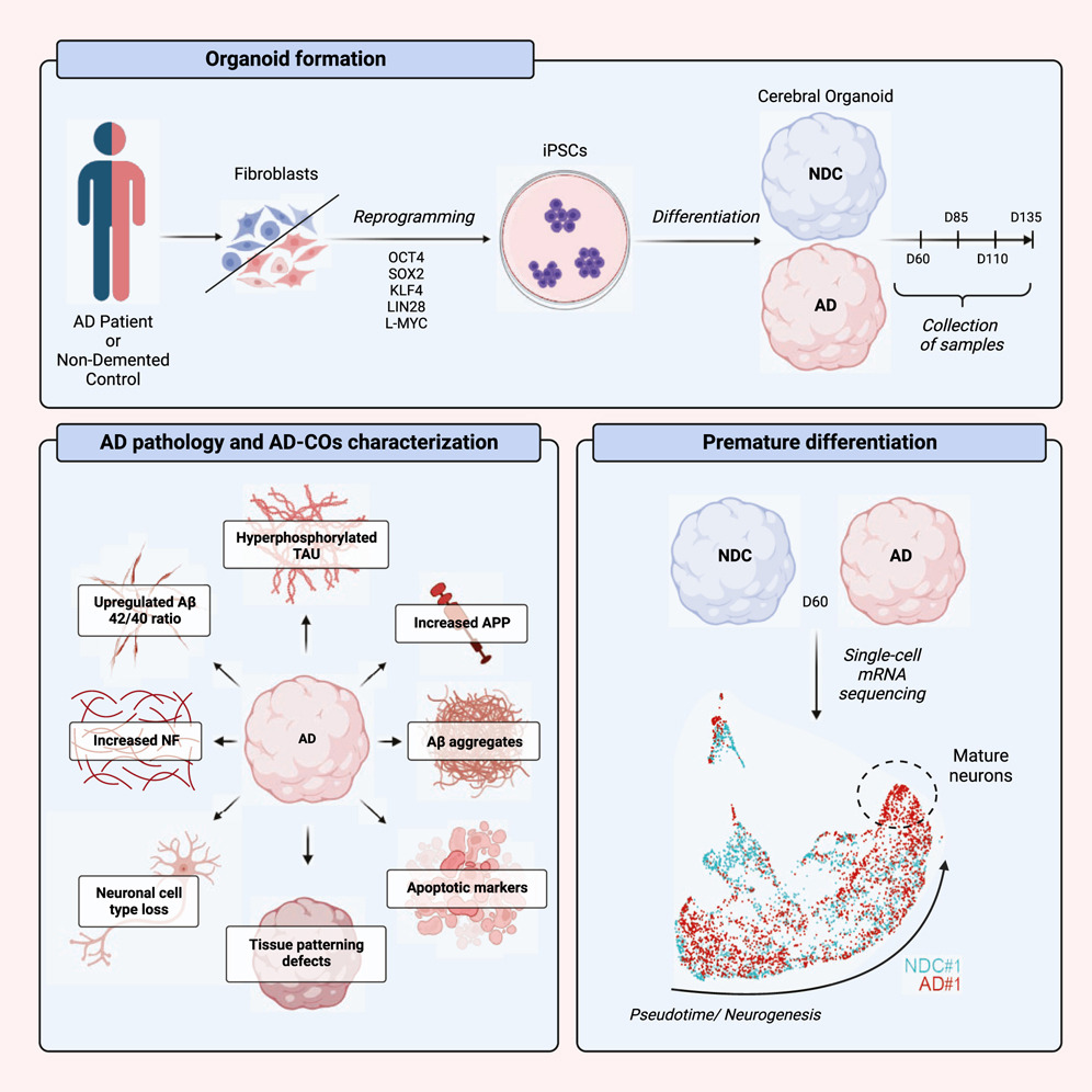 Organoid News tweet media
