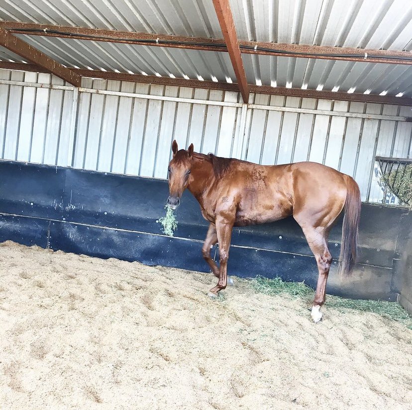 Lachlan Chapman tweet media