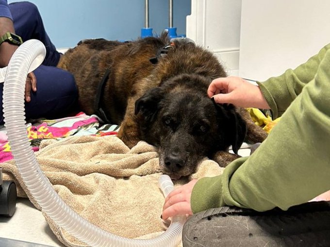 Old man Tiger passed away today. It was very sudden. He collapsed during a routine x ray. The vets tried