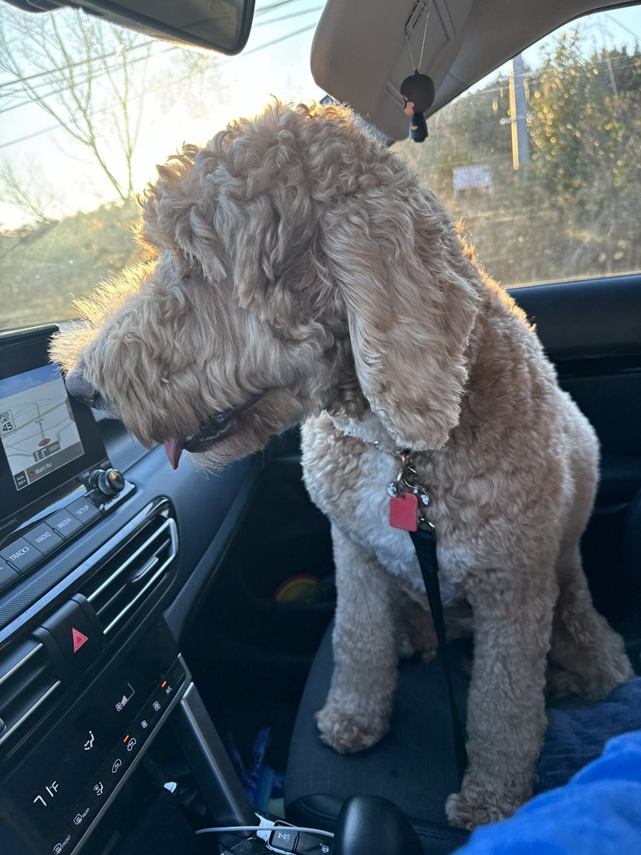 MFlem11's tweet photo. The dog approves https://t.co/0u3AsN7HmD