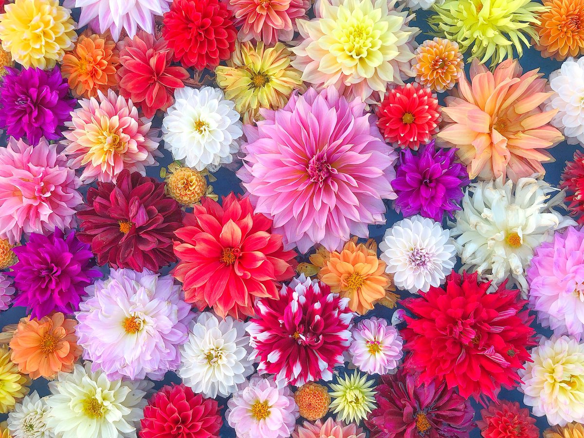kaleidoscopeser's tweet photo. gorgeous flower
水面に浮かぶ華やかダリア
世羅高原農場　ダリアとガーデンマム祭
11月5日まで開催
@serakogen 
#世羅高原
#世羅高原農場
#ダリアとガーデンマム祭
#フローティングフラワー
#ダリアプール
#ダリア
#dahlia 
#花写真
#photography
#kaleidoscopesera https://t.co/Cp7fKxhLKp