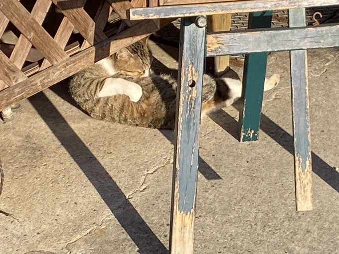 ネッコ