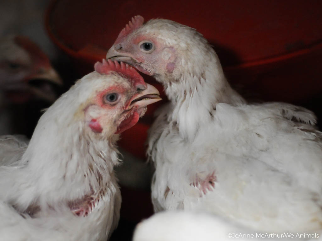 peta's tweet image. In the latest news about the #SonomaRescueTrial, @DxEverywhere animal defender Wayne Hsiung is in jail tonight after a jury of people has somehow decided that helping suffering animals is a crime, but factory farming and its relentless mutilation, cruel transport, and slaughter…