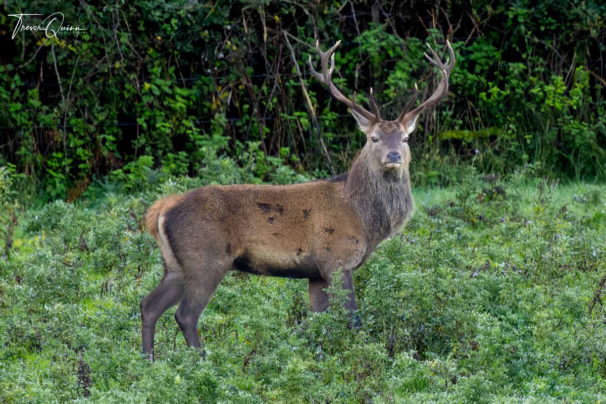 Didn't get to see any rutting on my 1 day trip to Killarney last week  but at least got some photos of some stags
#ruttingseason #killarney #killarneynationalpark #reddeerstag #reddeer #stag <a href="/wilddeerireland/">Wild Deer Ireland</a>  #vmweather <a href="/deric_tv/">Deric</a> <a href="/barrabest/">Barra Best</a> <a href="/StormHour/">#StormHour</a> @PictureIreland