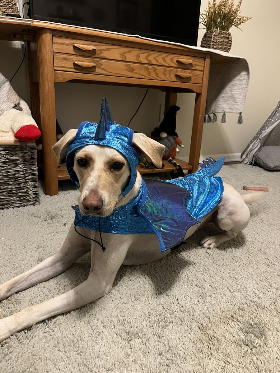 HunterBrooke177's tweet photo. Miss girl wanted to show off her Halloween costume https://t.co/cR3fFvrJ8m