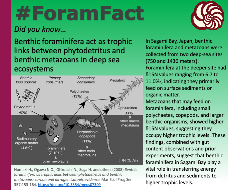 CushmanFdn's tweet photo. Did you know…
Benthic foraminifera act as trophic links between phytodetritus and benthic metazoans in deep sea ecosystems

This #foramfact on #foramfriday has been designed and created by Guillem Mateu Vicens https://t.co/0uDMsXQCGF