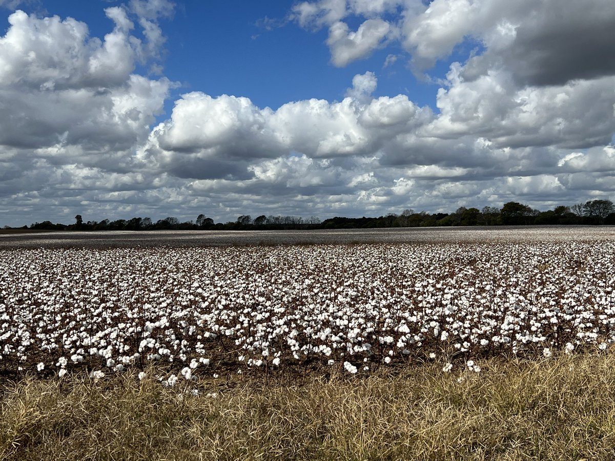 Alabama Cotton Field