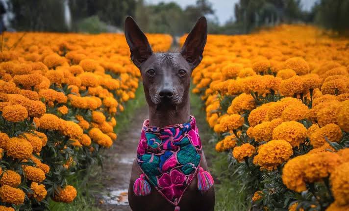DiloConPerritos's tweet photo. México 🇲🇽 tiene un perro nativo, con más de 7 mil años de vivir en este planeta, llamado Xoloitzcuintle. 

Se considera a esta raza uno de los elementos más importantes dentro de la cultura e identidad mexicana, además de tener un valor especial para el #DiaDeMuertos 🏵️🕯️

🧵 https://t.co/aYFWYs1vmc
