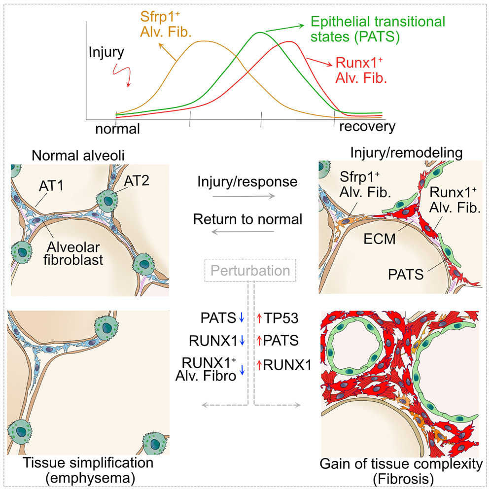 1/7 Latest paper in @CellStemCell! Transitional cell states sculpt tissue topology during lung regeneration. This work was jointly led by @arvikonk @KonishiSatoshi @TataAleksandra & Lauren with help from colleagues in our lab and collaborators @Duke tinyurl.com/4xhbm3zw