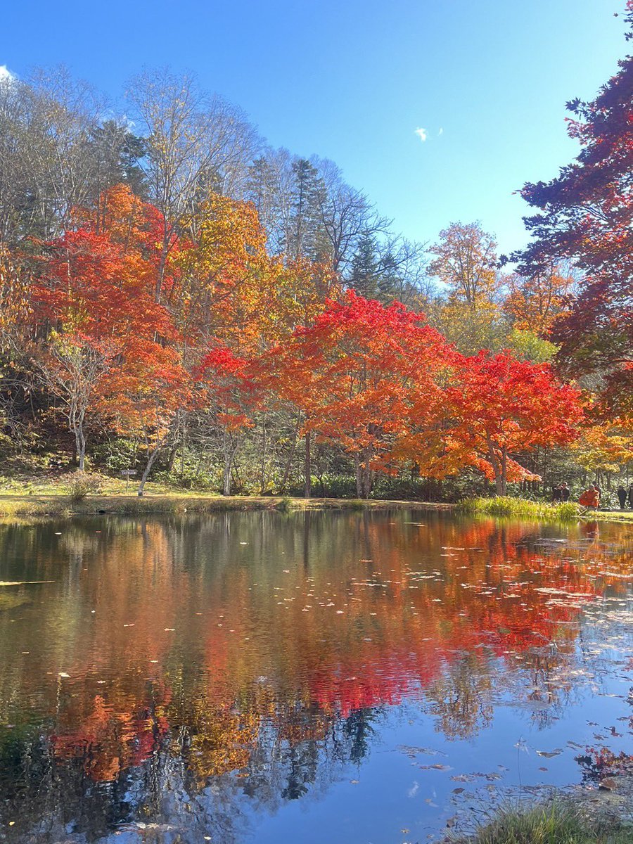 次女から送られてきた綺麗な紅葉をお裾分けします🍁