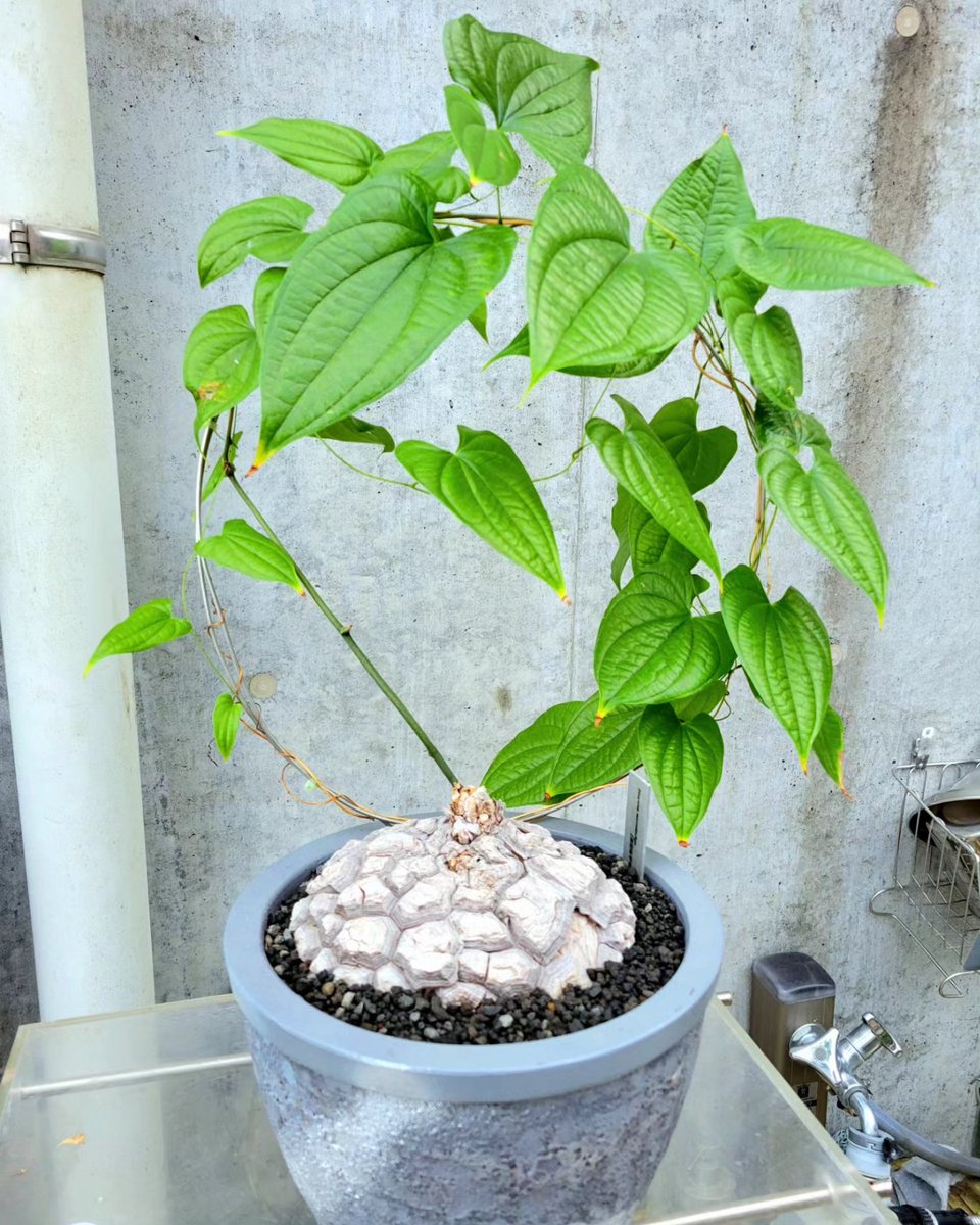 drybizarre's tweet image. Dioscorea macrostachya

夏型亀甲竜も本日、屋内に移動します(^-^)

まだ葉は青々としてますが明日の朝の気温が7℃予想なのでそろそろ危ないかと(^^;;

#ディオスコレア
#dioscorea 
#亀甲竜
#塊根植物