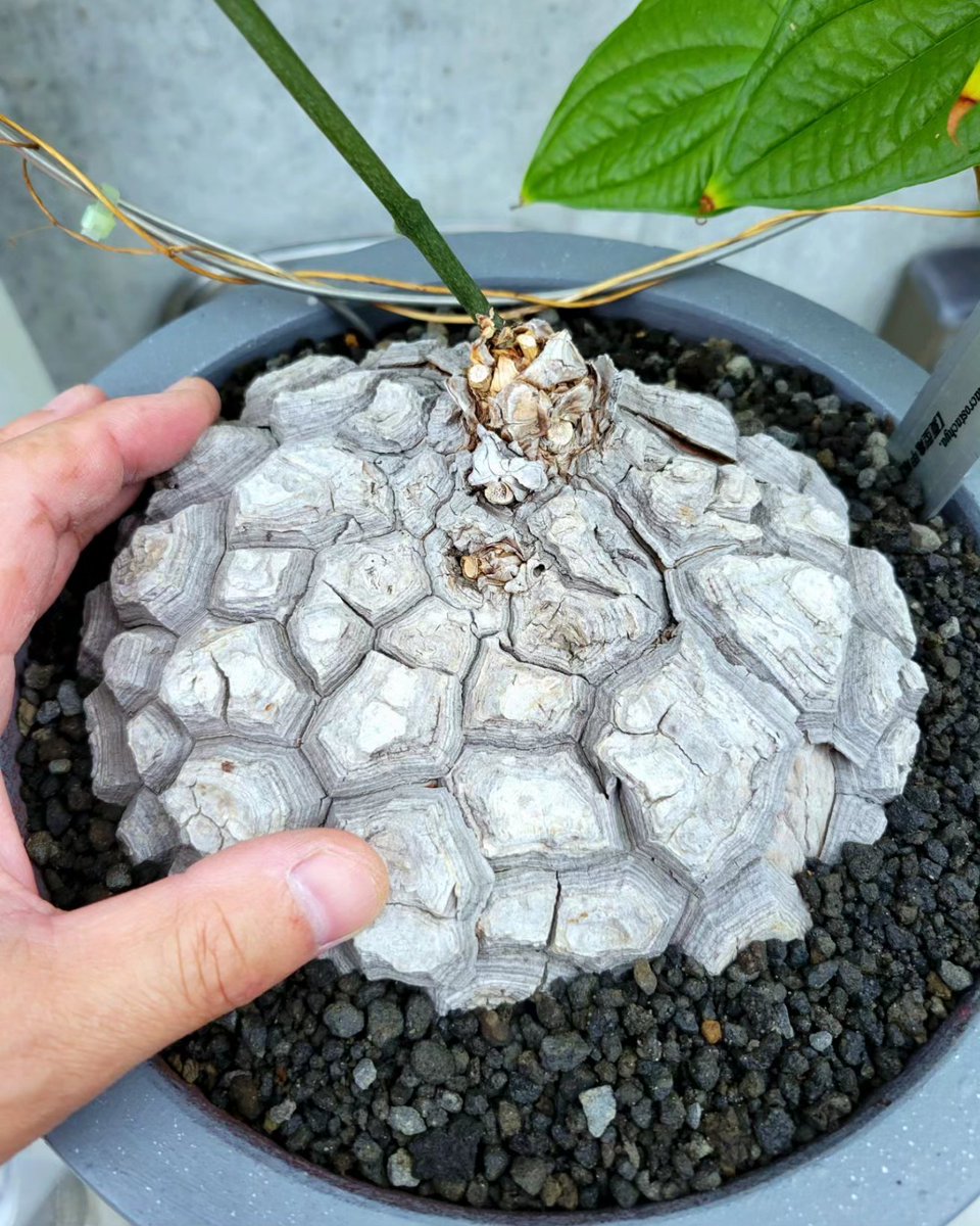 drybizarre's tweet image. Dioscorea macrostachya

夏型亀甲竜も本日、屋内に移動します(^-^)

まだ葉は青々としてますが明日の朝の気温が7℃予想なのでそろそろ危ないかと(^^;;

#ディオスコレア
#dioscorea 
#亀甲竜
#塊根植物