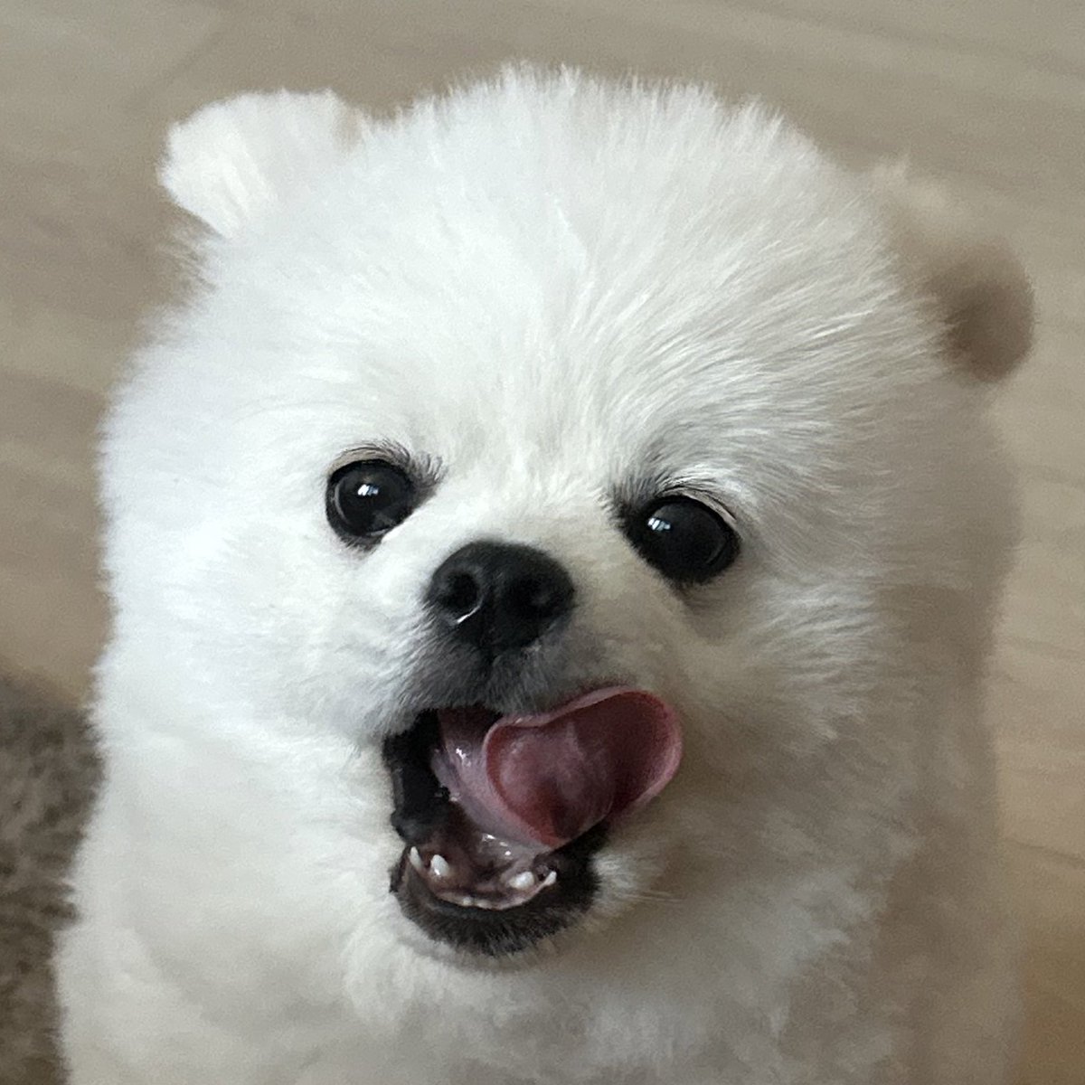 아기 깡아디