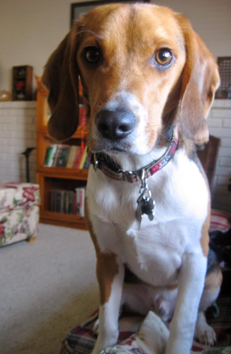 HenryTBeagle's tweet photo. Henry T. Beagle has passed. We’re leaving his mostly dormant Twitter account up, though, because we’re pretty sure he would have enjoyed the confusion it would cause. Rest easy, little buddy. #beagle #beaglesrule https://t.co/sUBsaxHcok