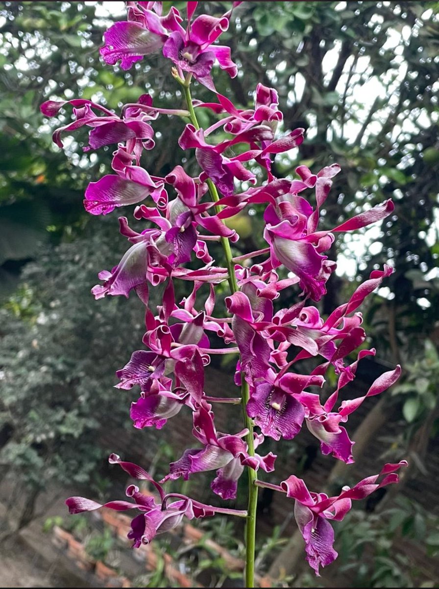 #orchid #orchids #orchidlover #orchidlovers #orchidworld #orchidshow #orchidshare #orchidsofinstagram #orchidlove #orchidspecies #anggrek #anggrekbulan #anggrekindonesia #anggrekmurah #anggrekbulanmurah #anggrekjogja