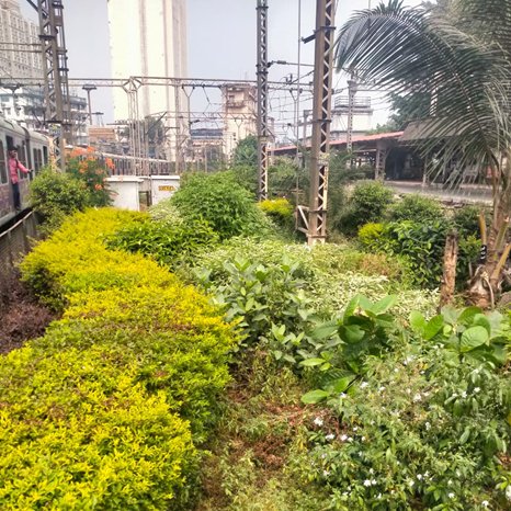 drmmumbaicr's tweet photo. The #Mumbai_Division @Central_Railway gardens, which are kept near the platform, are among the city's most beautiful vistas. These #gardens are a tribute to the passion and commitment of the #Rly_workers, who put in endless hours to turn the busy city into a greener sanctuary. https://t.co/16FxQnvKHo