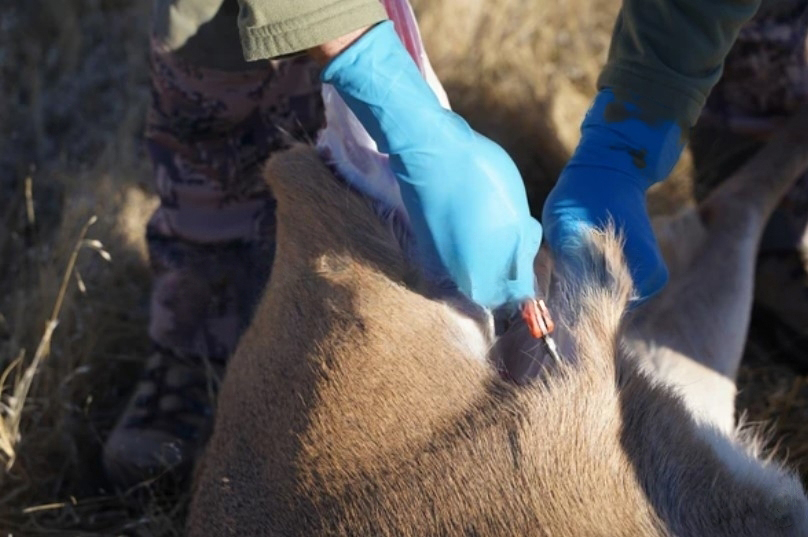 HuntsMaster_'s tweet image. 🦌🌄 As dawn breaks, the hunt begins. Here's to quiet moments and wild encounters. 

My favorite Hunting bow: huntsmaster.com/best-recurve-b…

#bowhunting #bowhuntingwhitetails #BowHuntingLife #bowhuntingafrica #BowhuntingSUCKS #bowhuntingaustralia #bowhuntinggirl #bowhuntingathlete