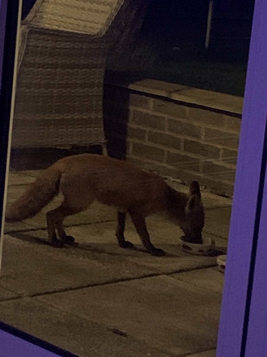 AkdAlison's tweet photo. @ChrisGPackham we have a new friend - after leaving food for a hedgehog family who has embraced the food- I want you check that ‘Frankie’ ( fox pet name) is ok with this? https://t.co/fAlQQ617Cg