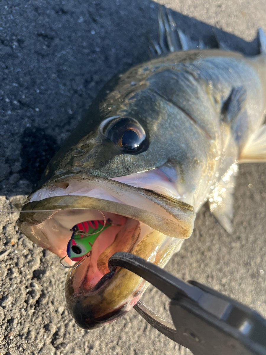 Angler_k11's tweet photo. 数年ぶりに鉄板投げた気がする
ボトムまで沈めてゴリ巻きからの💥
ベイトと両刀だと軽すぎてタックルごと海に投げそうになる😂
#fimoオリカラ
#Fancymeal
#冷音
#邪道
#PR https://t.co/ApVWCL69vG