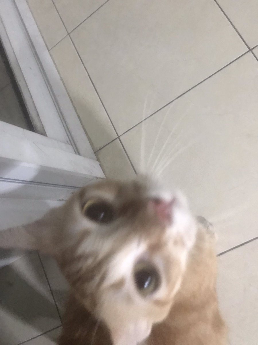 แมวจ้มมมมม 😽😽