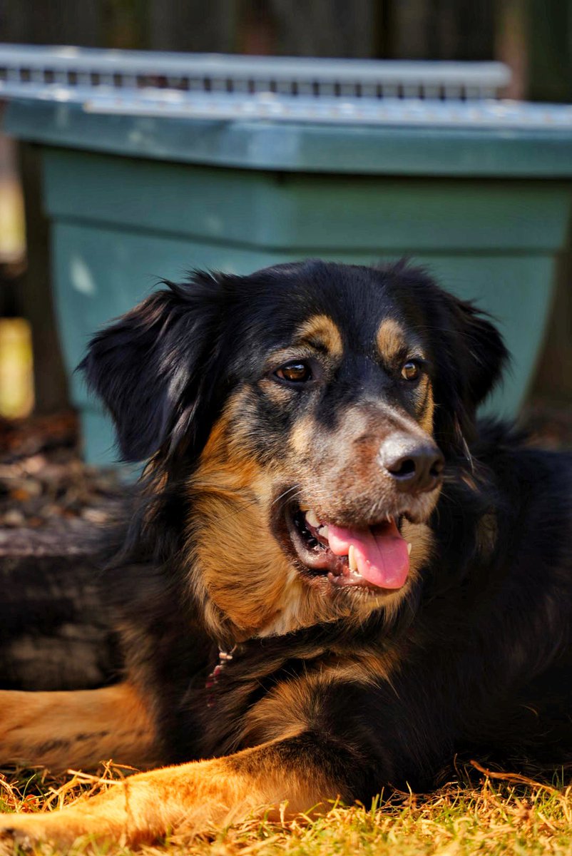 Raylinlee's tweet image. This is Tia my furbaby 
#puppy #pet #dog