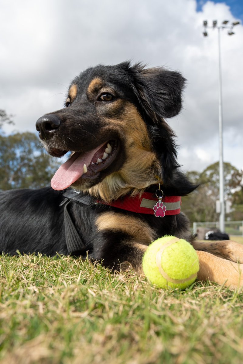 Raylinlee's tweet image. This is Tia my furbaby 
#puppy #pet #dog