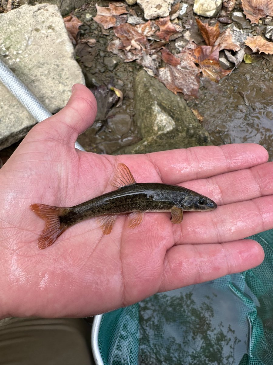 Cole Hoffman tweet media