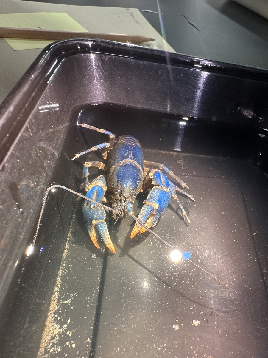 Cole Hoffman tweet media