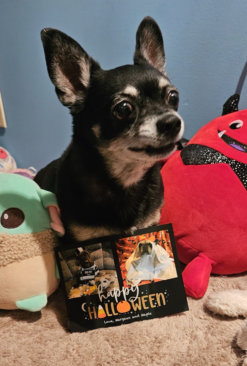 I got a 'nouncement! We got a boo-tiful Halloween card from Margaux and Maple! Thank you, @Margaux28083812 , so very much! We love it🧡🎃