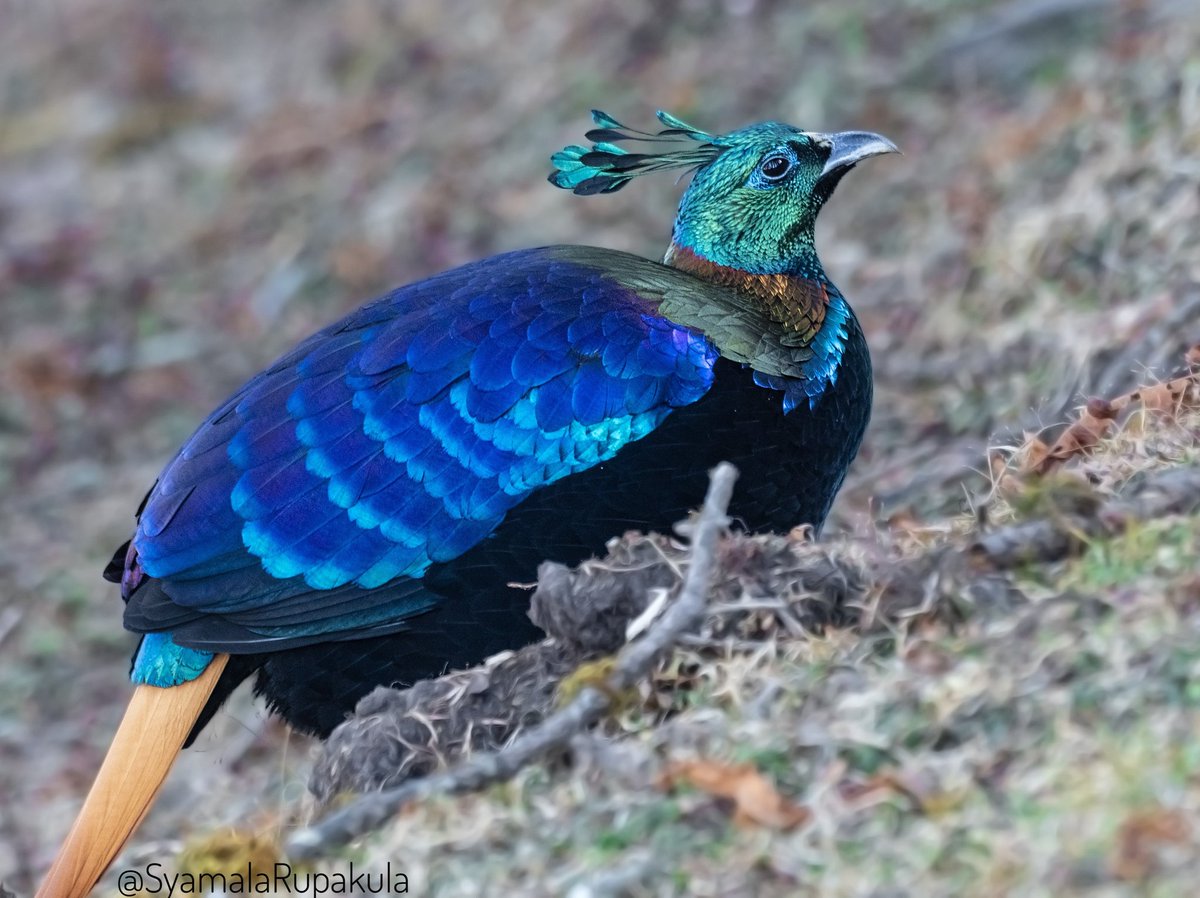 #indiaves #ThePhotoHour #BirdsOfTwitter #TwitterNatureCommunity #wildplanet #wildlife #BBCWildlifePOTD  #BirdsSeenIn2023 #NatureIn_Focus #birdtwitter #birds #NatGeoIndia Himalayan Monal