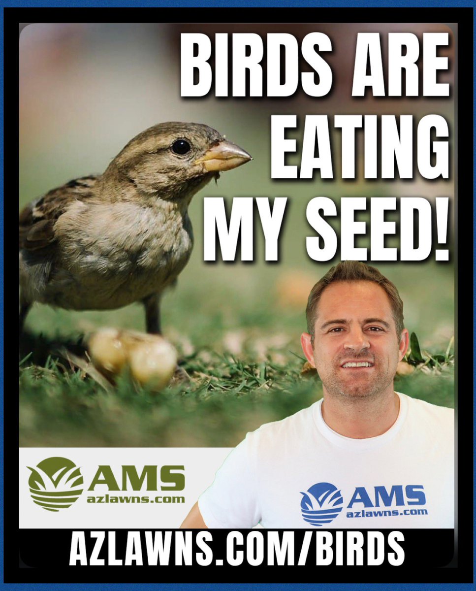 Will birds eating my seed prevent my winter lawn from growing?
.
See whole video at azlawns.com/birds
.
#birdseed #winterlawn #overseed #october2020 #KeepingYardsEnjoyable #azlawns #amslandscaping #lawncare #landscaper  #azfamily #azcentral #abc15 #fox10phoenix #12newsaz