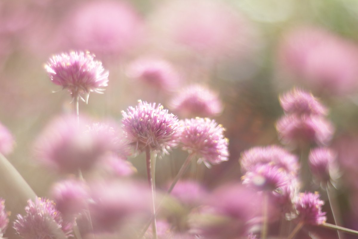 カメラ友達と昭和記念公園行ってきた。気ままに撮るのも楽しい。コスモス今日で最期だけど結構咲いてた。
Helios 40-2 85mm/F1.5
ぐるぐるボケはそこまで凄くないですが
マニュアルで絞りいじるの楽しい。

#Helios
#オールドレンズ 
#昭和記念公園