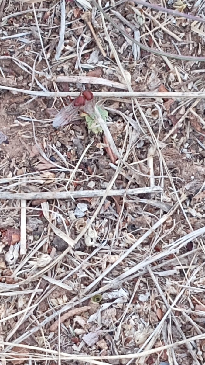 Farmsteader's tweet image. It has been a week or two since I last observed the nests in my yard I happened to catch this. I'm not exactly sure if it is a male or a female.

#iamalive #pob #vyb #pimp #neox #nature #life @hiveblocks