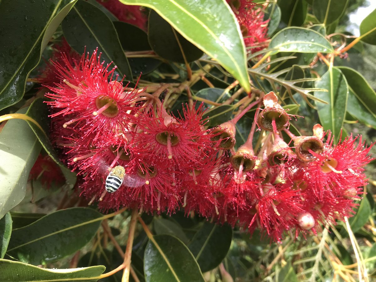 lionsofoz's tweet photo. Love a visit from these guys #bluebandedbee #gumtree https://t.co/djwWxqM77V