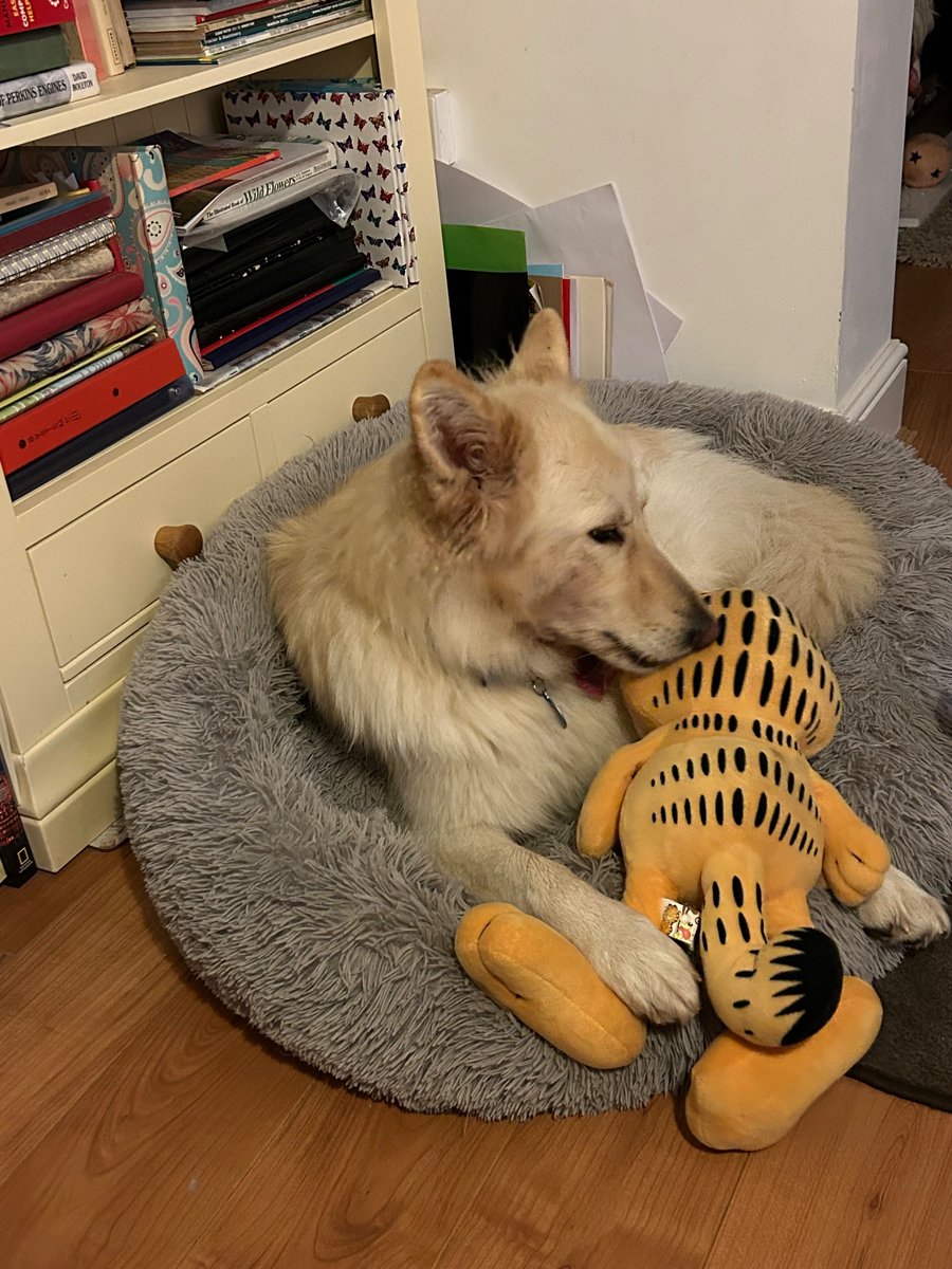 Freya2020@whiteshepherds tweet media