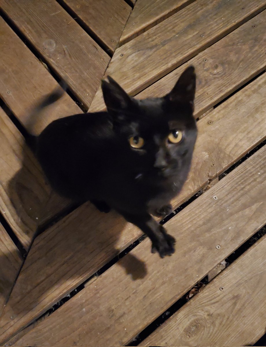 jsheese's tweet photo. Happy #Caturday from Onyx my latest #stray. #fosteringsaveslives #CatsOfTwitter #CatsOnTwitter #CatsLover https://t.co/JJmEd90oHL