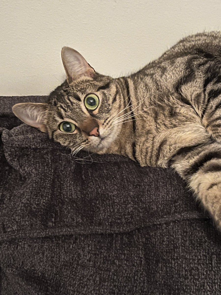 thisiskiramarie's tweet photo. How about some cute baby cat? Miss Freyja being her cute self. https://t.co/a1rzN0TAJK
