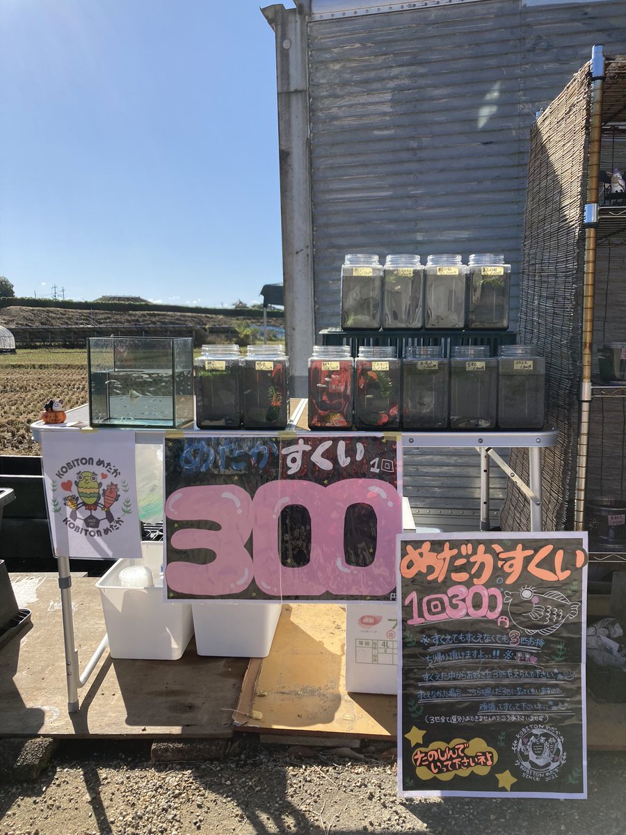 Kobiton5's tweet photo. おはようございます☀️⤴️
今日は最高の秋晴✨絶好のメダカ掬い日和🐠ですね✨
今日で今年のイベントは最後に��る予定です🙇‍♂️
かぐや姫祭りでは、アンパンマンショーなども開催予定です‼️
良かったらその帰りにでも、ふらっとお立ち寄り下さい♪♪
お待ちしてます⭐️

#メダカ掬い
#かぐや姫祭り
#竹取公園 https://t.co/c7MhR1akv2