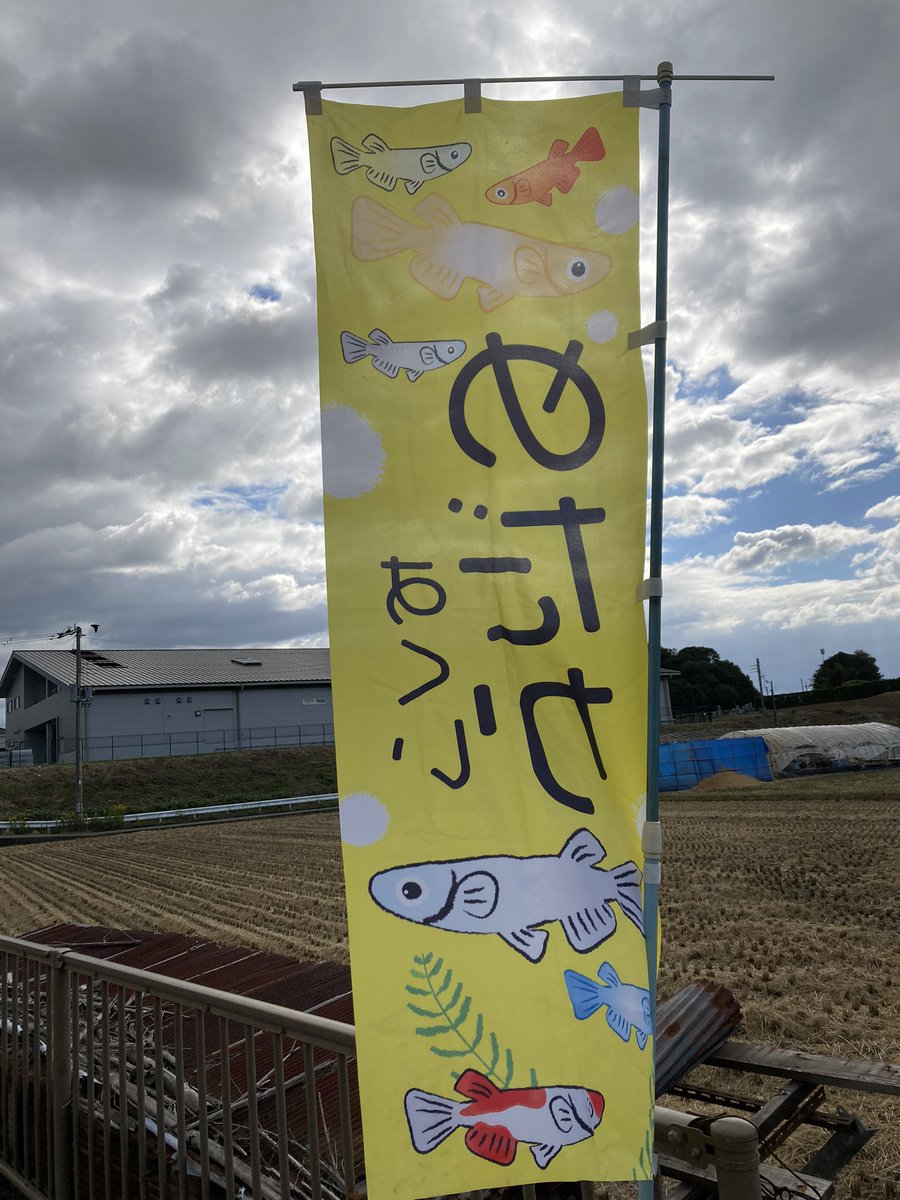 Kobiton5's tweet photo. おはようございます☀️⤴️
今日は最高の秋晴✨絶好のメダカ掬い日和🐠ですね✨
今日で今年のイベントは最後に��る予定です🙇‍♂️
かぐや姫祭りでは、アンパンマンショーなども開催予定です‼️
良かったらその帰りにでも、ふらっとお立ち寄り下さい♪♪
お待ちしてます⭐️

#メダカ掬い
#かぐや姫祭り
#竹取公園 https://t.co/c7MhR1akv2